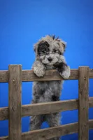 Milo, a male Maltese and Poodle - Toy  for sale in Russellville, KY – Photo 1 of 8