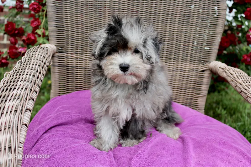 Milo – Maltese, Poodle - Toy  puppy for sale in Russellville, KY