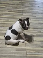 Speckles, a female Boston Terrier for sale in Russellville, KY – 3 of 4