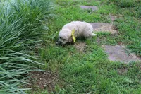 Princess fluff, a female Cockapoo and Poodle - Toy  for sale in Russellville, KY – 8 of 8