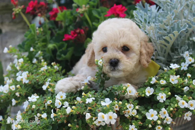 Princess fluff – Cockapoo, Poodle - Toy  puppy for sale in Russellville, KY