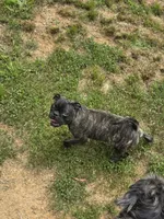 Tank, a male Boston Terrier and Bugg for sale in Russellville, KY – 4 of 10
