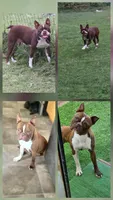 Dottie, a female Boston Terrier for sale in Russellville, KY – 5 of 5