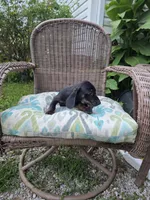Weiner Dan, a male Miniature Dachshund for sale in Russellville, KY – 5 of 10