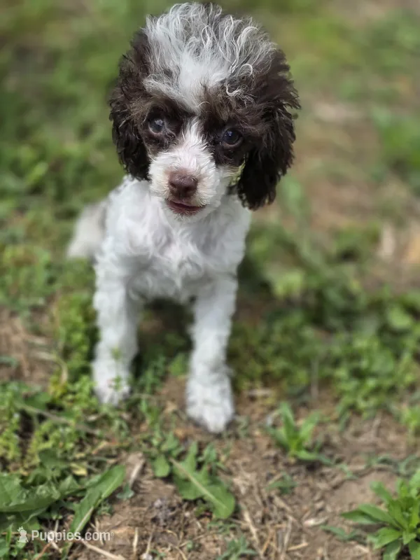 Tito toy size  5- 6 lbs full grown – Poodle - Toy  puppy for sale in Russellville, KY