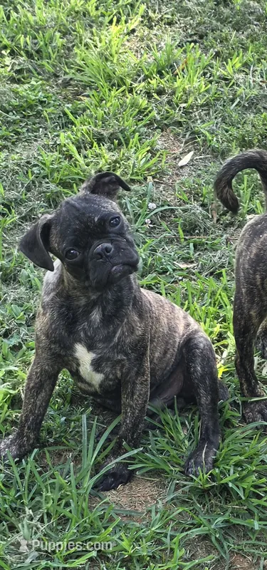 Roody – Boston Terrier, Pug puppy for sale in Russellville, KY