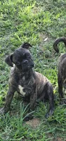Roody, a male Boston Terrier and Pug for sale in Russellville, KY – 1 of 1