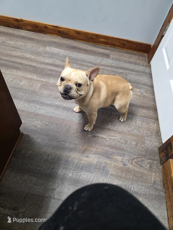 GUCCI – French Bulldog puppy for sale in Russellville, KY