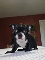 Bossy, a female Boston Terrier for sale in Russellville, KY – 2 of 7