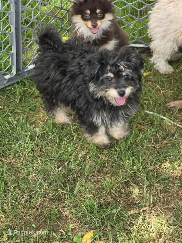 Pomzie – Pomapoo, Pomeranian puppy for sale in Russellville, KY