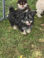 Pomzie, a male Pomapoo and Pomeranian for sale in Russellville, KY – 6 of 7