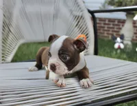 Spud, a male Boston Terrier for sale in Russellville, KY – 2 of 8