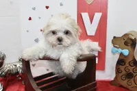 Shortie toy size, a male Shih Tzu and Yorkshire Terrier for sale in Russellville, KY – Photo 3 of 6