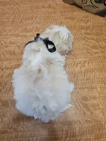 processed/fe789dbd-3318-44fc-a2e1-62add823e94f/listing/1c98c70e-733d-41ca-9a37-c7a69e0ec65a/77e4c154-99e1-4ddc-9463-a899c6ef81ae