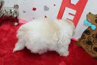 Shortie toy size, a male Shih Tzu and Yorkshire Terrier for sale in Russellville, KY – Photo 6 of 6