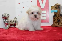 Shortie toy size, a male Shih Tzu and Yorkshire Terrier for sale in Russellville, KY – Photo 5 of 6