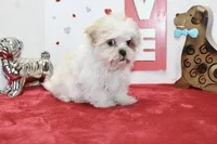 Shortie toy size, a male Shih Tzu and Yorkshire Terrier for sale in Russellville, KY – Photo 4 of 6