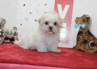 Shortie toy size, a male Shih Tzu and Yorkshire Terrier for sale in Russellville, KY – Photo 2 of 6