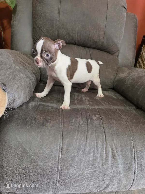 Speckles – Boston Terrier puppy for sale in Russellville, KY