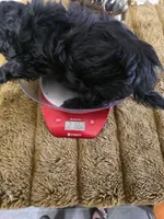 Coal, a male Shihpoo and Shih Tzu for sale in Russellville, KY – 4 of 4