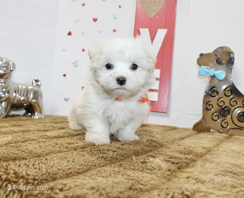 Frosty – Maltipoo, Maltese puppy for sale in Russellville, KY