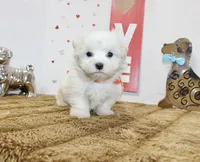 Frosty, a male Maltipoo and Maltese for sale in Russellville, KY – 1 of 6