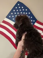 Brownie, a female Yorkipoo and Yorkshire Terrier for sale in Russellville, KY – 7 of 7