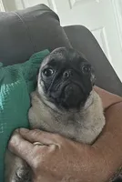PEANUT small pug, a female Pug for sale in Russellville, KY – 8 of 8
