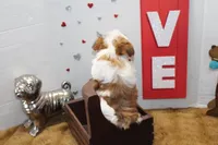 Spot (toy size), a male Yorkshire Terrier and Morkie for sale in Russellville, KY – 2 of 6