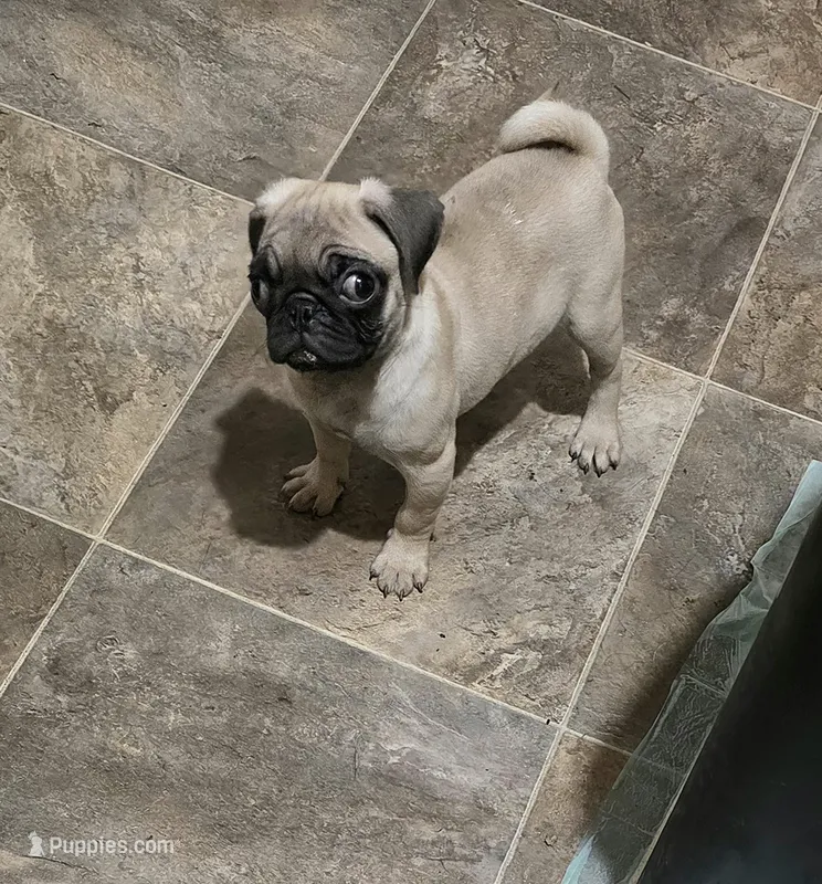 Pugtunia "Purebred" – Pug puppy for sale in Russellville, KY