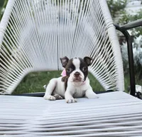 Dottie, a female Boston Terrier for sale in Russellville, KY – 3 of 5