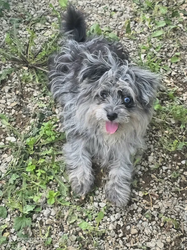 Beebee ,(blue eye) – Pomeranian, Poodle - Toy  puppy for sale in Russellville, KY