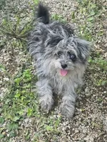 Beebee ,(blue eye), a female Pomeranian and Poodle - Toy  for sale in Russellville, KY – 5 of 6