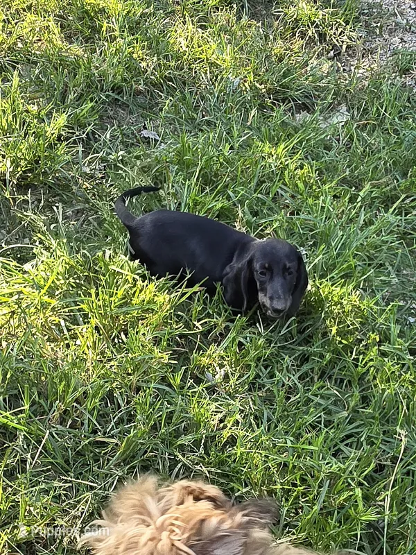 Weiner Dan – Miniature Dachshund puppy for sale in Russellville, KY