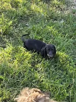 Weiner Dan, a male Miniature Dachshund for sale in Russellville, KY – 1 of 8