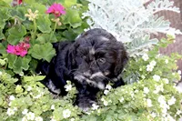 Stella (merel), a female Cockapoo and Poodle - Toy  for sale in Russellville, KY – 5 of 7