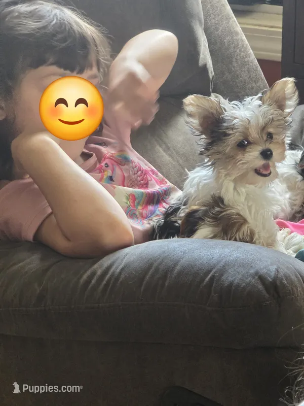 Honey (toy size) – Yorkshire Terrier, Morkie puppy for sale in Russellville, KY