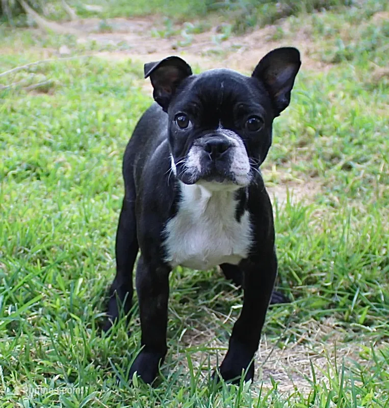 Bossy – Boston Terrier puppy for sale in Russellville, KY
