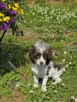 Tito, a male Poodle - Toy  for sale in Russellville, KY – 4 of 7