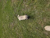 Pauley, a male Pug for sale in Russellville, KY – 4 of 4