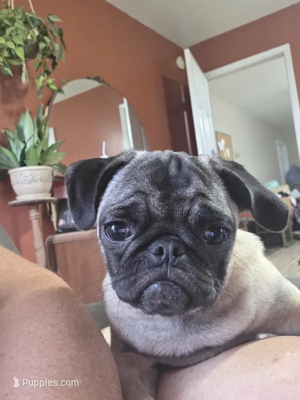 Peanut – Pug puppy for sale in Russellville, KY