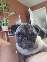 Peanut, a female Pug for sale in Russellville, KY – 1 of 2