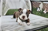 Spud, a male Boston Terrier for sale in Russellville, KY – 6 of 8