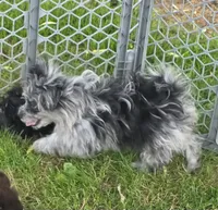 Beebee ,(blue eye), a female Pomeranian and Poodle - Toy  for sale in Russellville, KY – 9 of 9