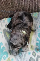 Patches  (blue merel), a female Cockapoo and Poodle - Toy  for sale in Russellville, KY – 6 of 6
