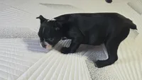 Bossy, a female Boston Terrier for sale in Russellville, KY – 4 of 7