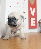 Pugarooney, a male Pug for sale in Russellville, KY – 3 of 6