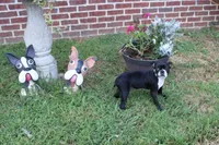 Bossy, a female Boston Terrier for sale in Russellville, KY – 2 of 8