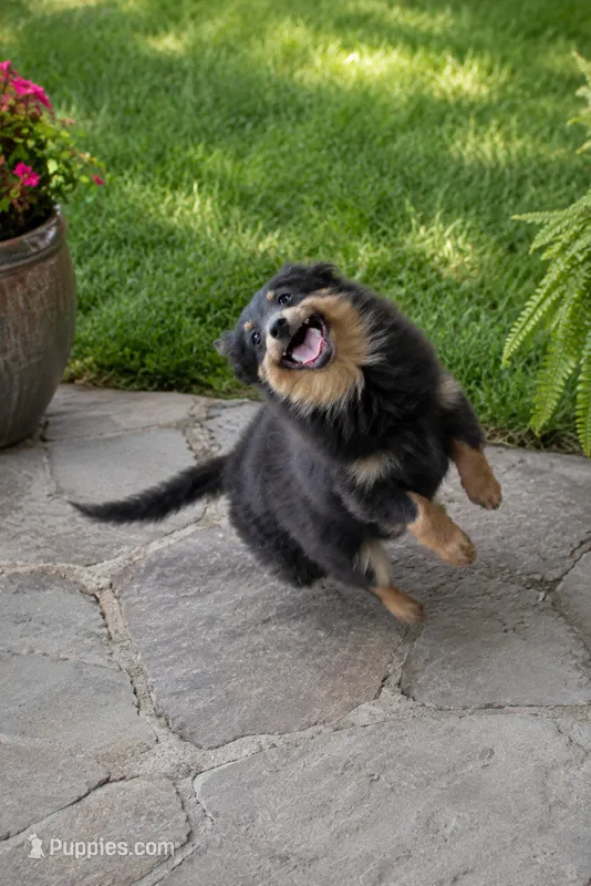 Willie – Pomeranian puppy for sale in Russellville, KY