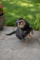 Willie, a male Pomeranian for sale in Russellville, KY – 3 of 10